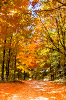 Autumn Drive in Manistee National Forest