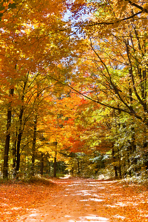Autumn Drive in Manistee National Forest